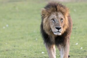 Africa 2017