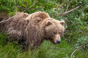 Alaska 2025