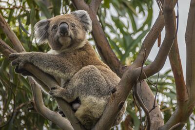 New Zealand / Australia 2025