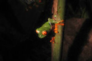 Costa Rica 2005