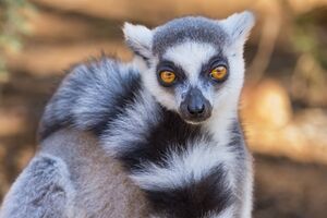Madagascar 2022