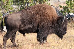 Wyoming 2009