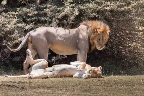 africa2017