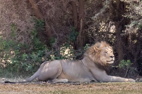 africa2017
