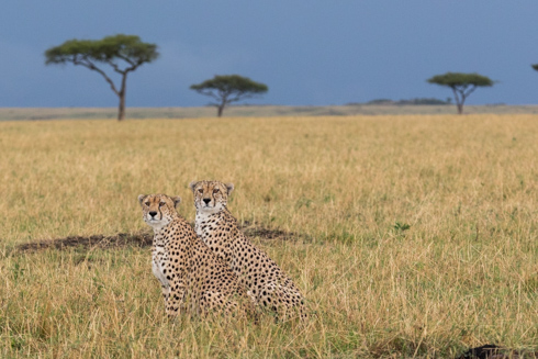 africa2017