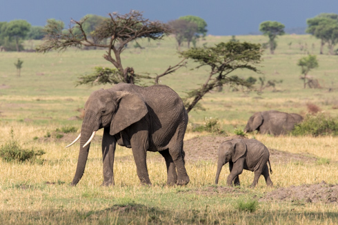 africa2017