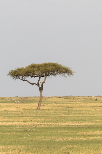 africa2017