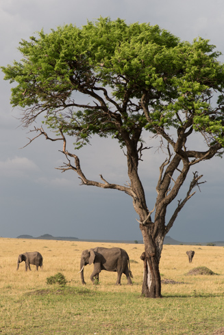 africa2017