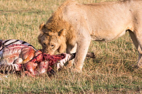 africa2017