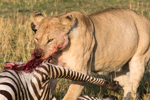 africa2017