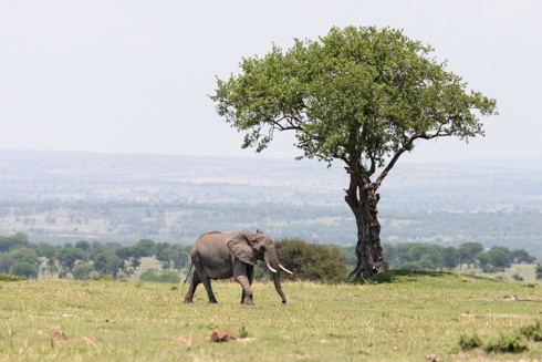 africa2017