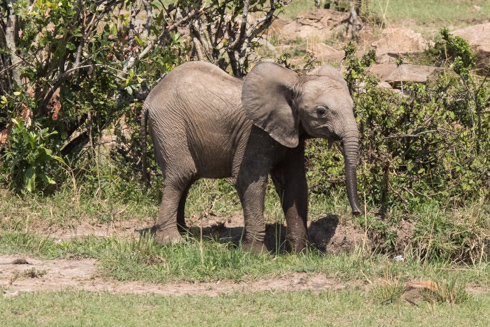 africa2017