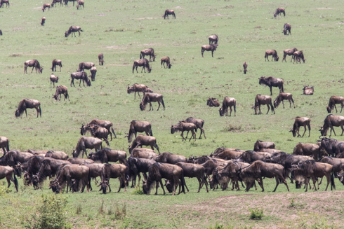 africa2017