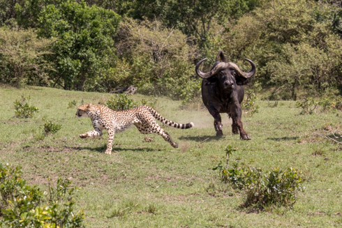 africa2017