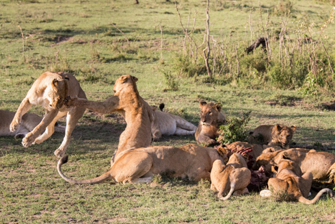 africa2017