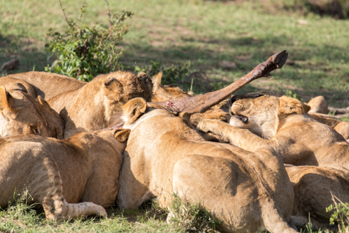 africa2017