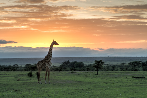 africa2017