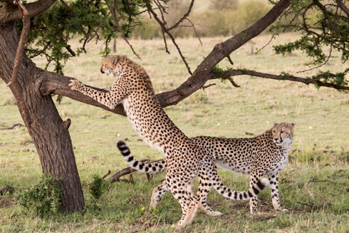 africa2017