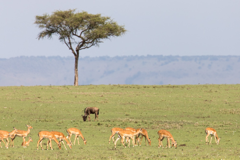 africa2017