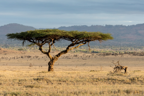 africa2017