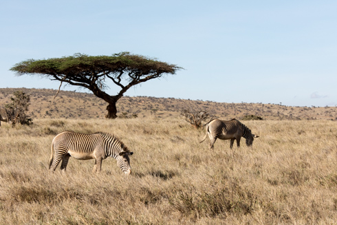 africa2017
