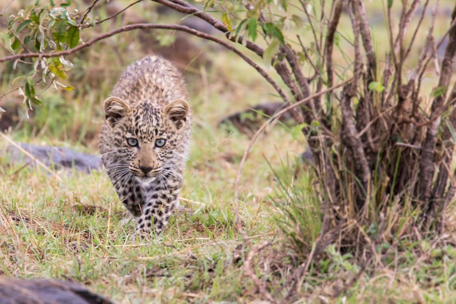 Leopard