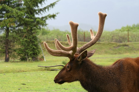 alaska2006