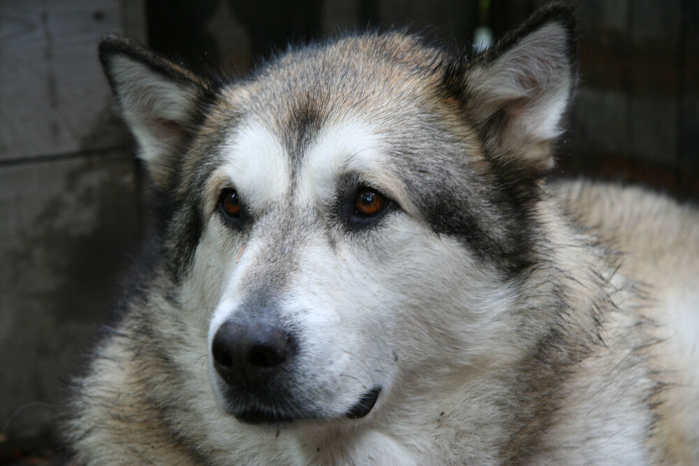 alaska2006