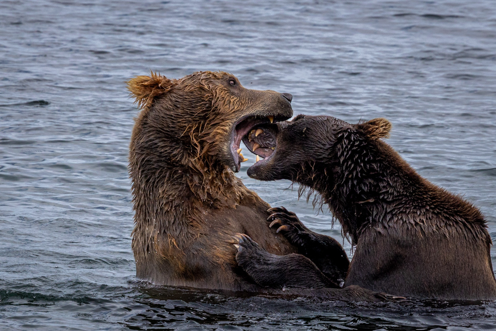 alaska2025