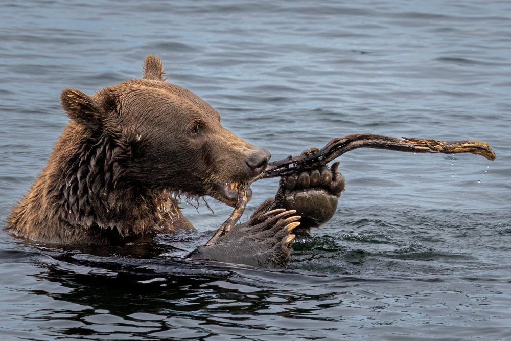 alaska2025