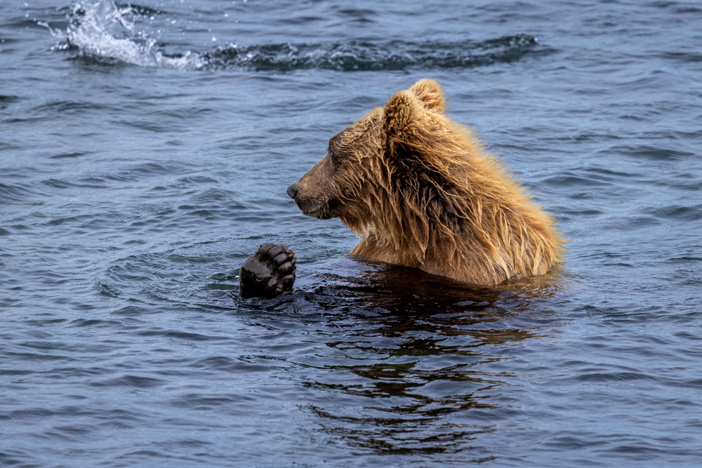 alaska2025