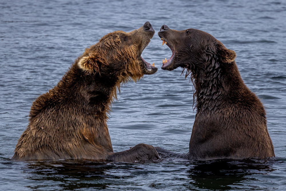 alaska2025