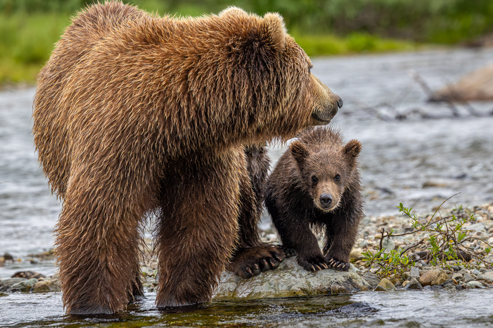 alaska2025