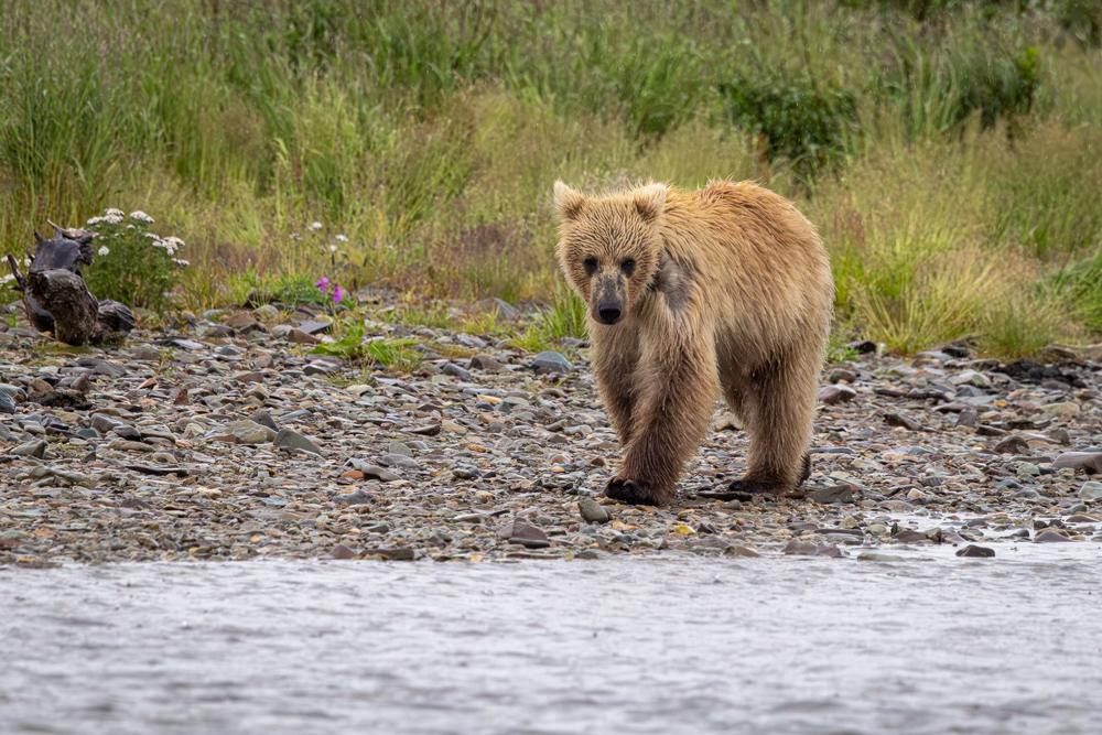 alaska2025
