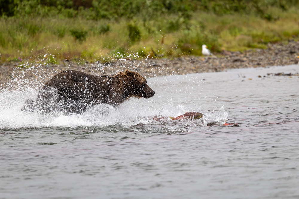alaska2025
