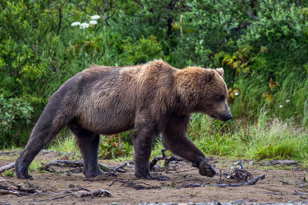 alaska2025