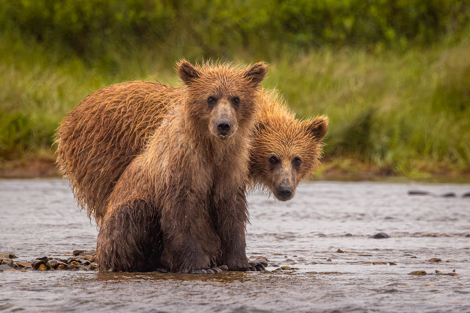 alaska2025
