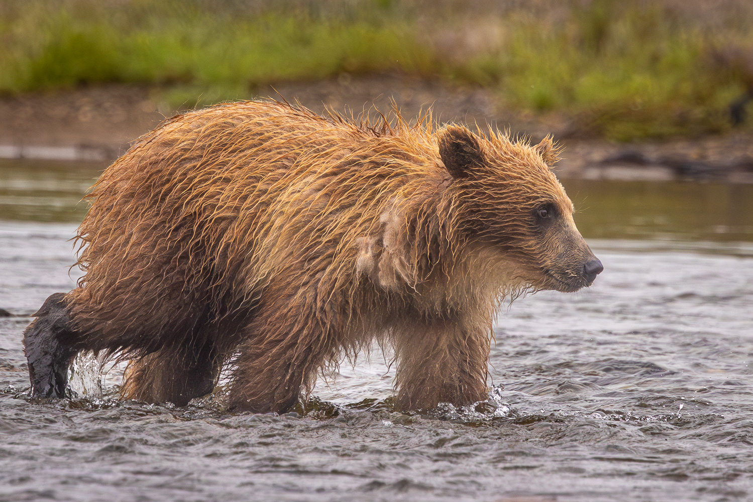alaska2025