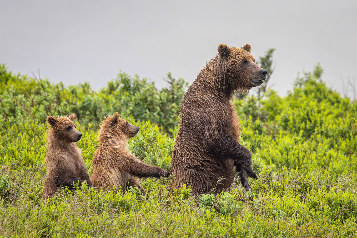 alaska2025