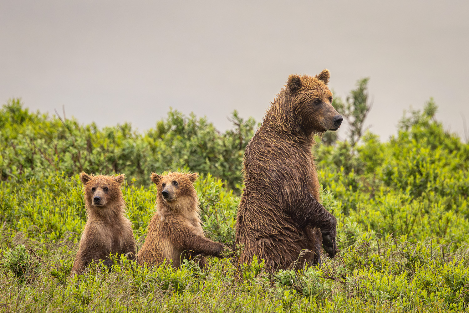 alaska2025