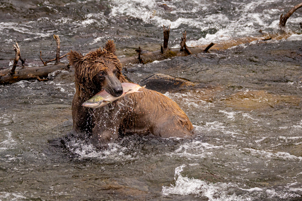 alaska2025