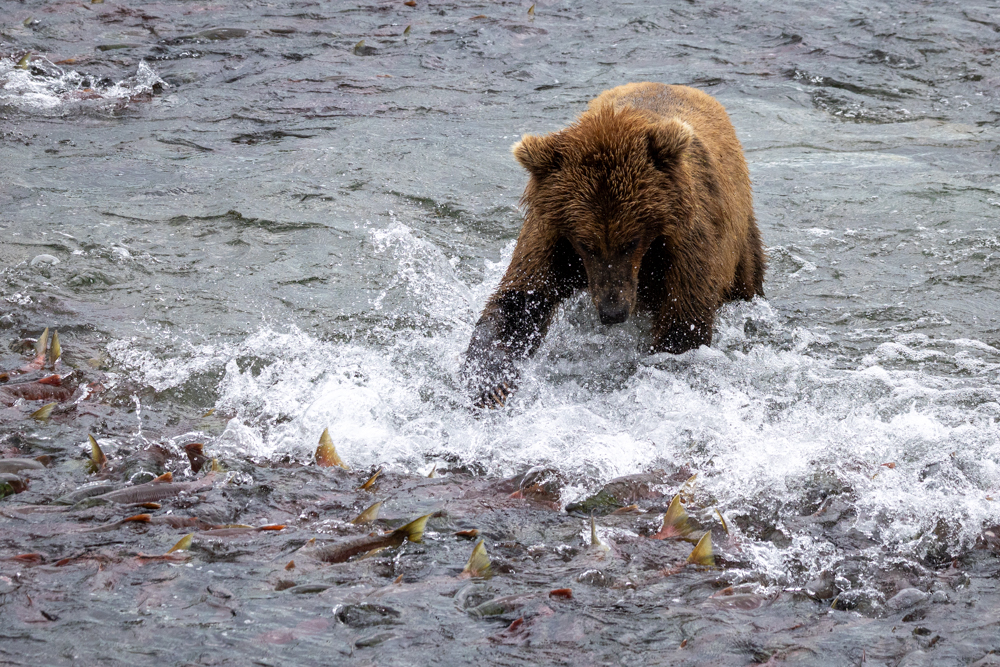 alaska2025