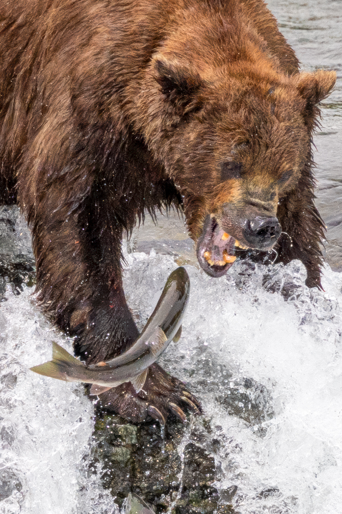alaska2025