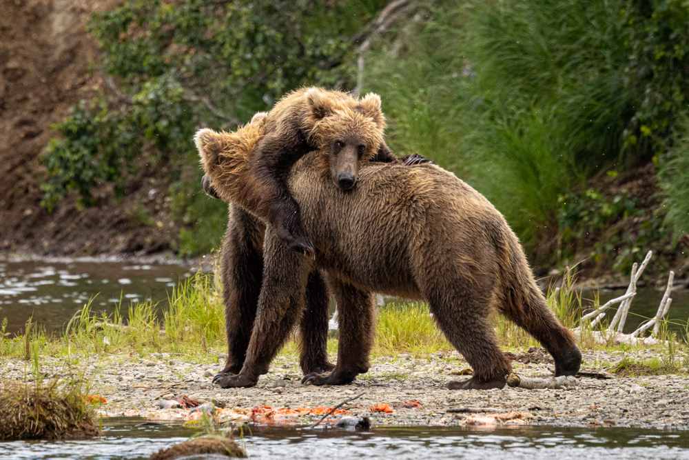 alaska2025