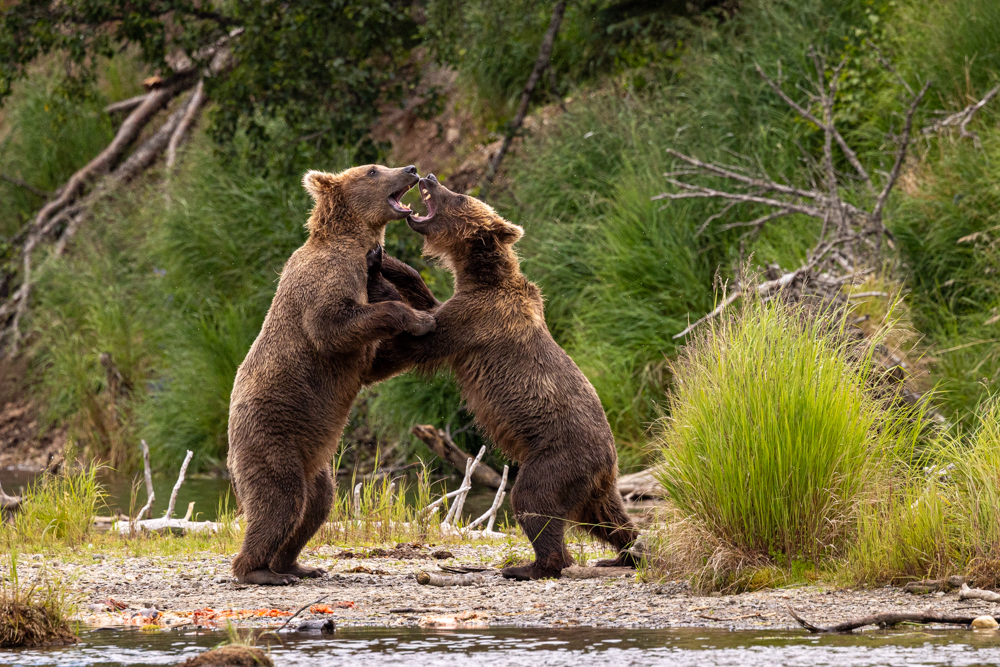 alaska2025
