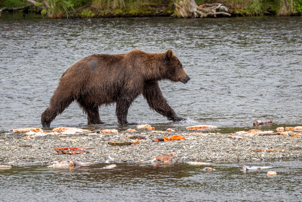 alaska2025