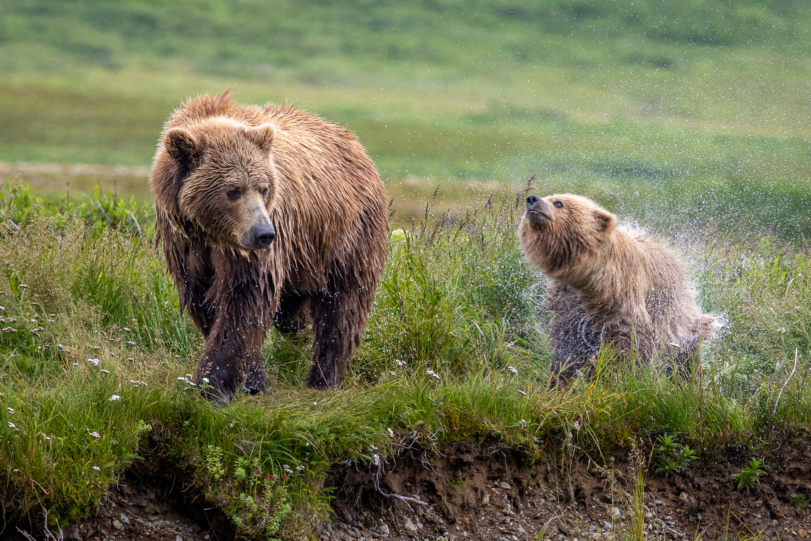 alaska2025