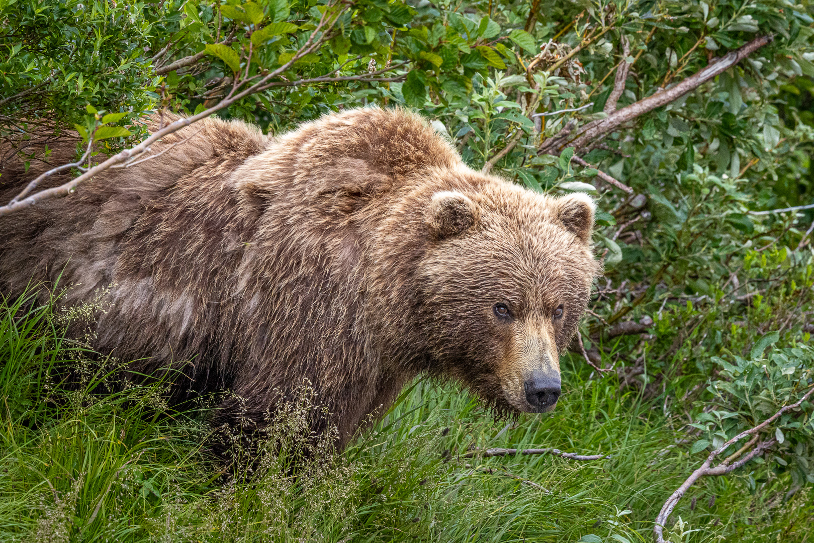 alaska2025
