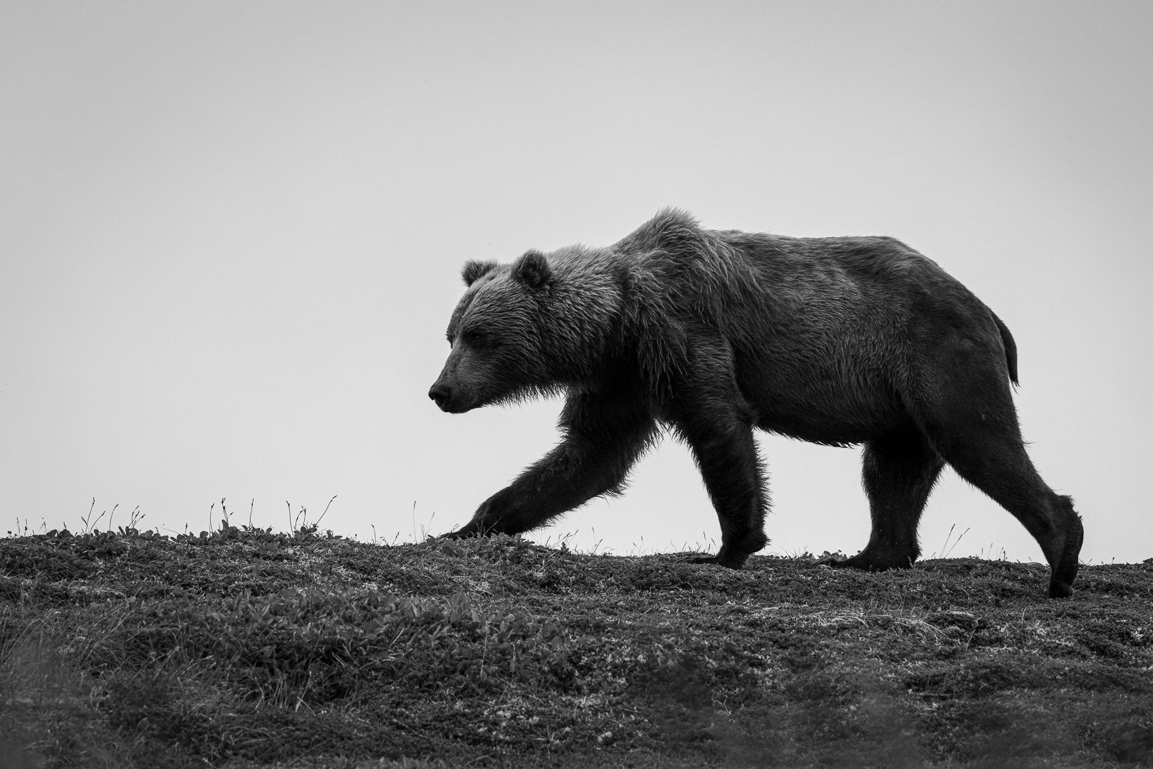 alaska2025