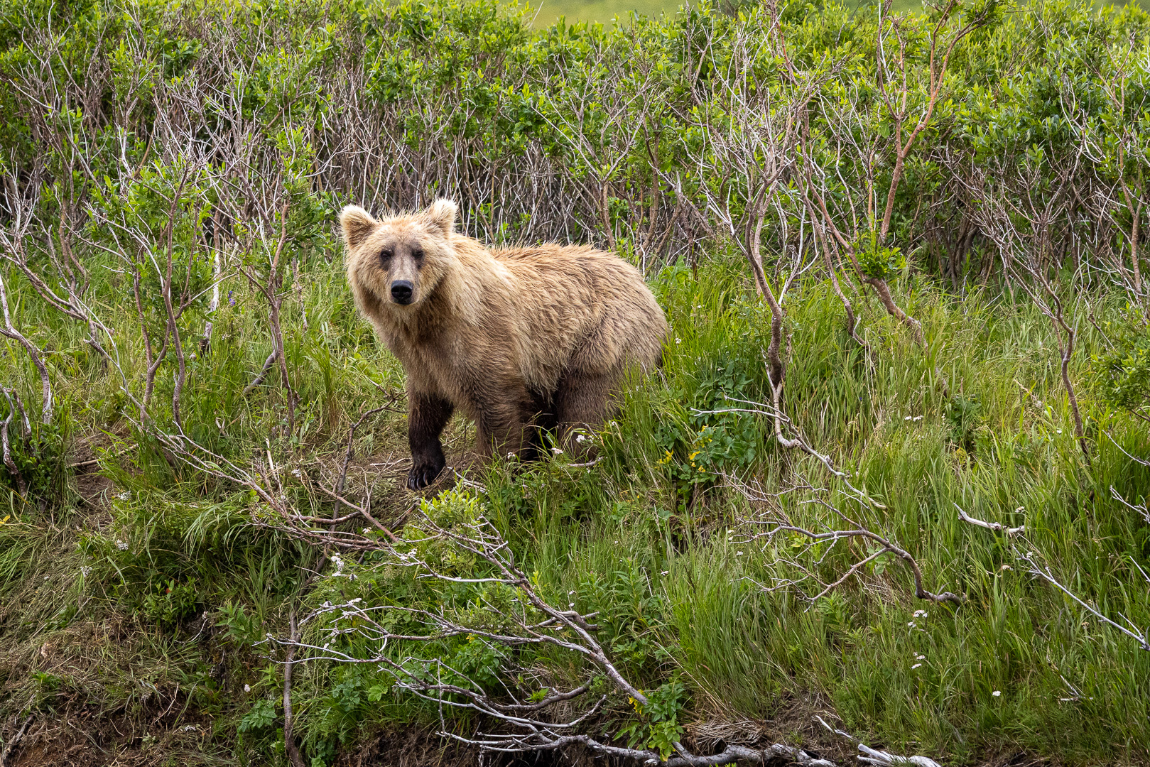 alaska2025
